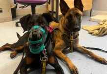 Adopt Muzzled Dogs: Dogs Trust Glasgow Promotes Responsible Pet Ownership news-22092024-165524