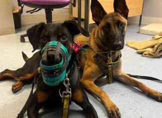 Adopt Muzzled Dogs: Dogs Trust Glasgow Promotes Responsible Pet Ownership news-22092024-165524