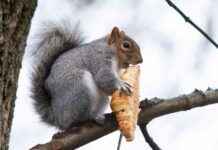 Sneaky Glasgow Squirrel Caught on Camera Stealing Delicious Pastry sneaky-glasgow-squirrel-caught-on-camera-stealing-delicious-pastry