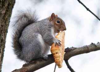 Sneaky Glasgow Squirrel Caught on Camera Stealing Delicious Pastry sneaky-glasgow-squirrel-caught-on-camera-stealing-delicious-pastry