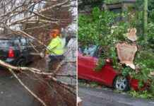 Cars Crushed by Trees in Glasgow: Storm Cleanup Begins cars-crushed-by-trees-in-glasgow-storm-cleanup-begins