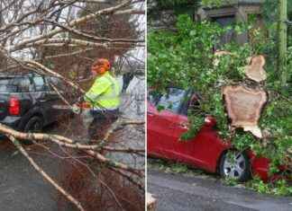 Cars Crushed by Trees in Glasgow: Storm Cleanup Begins cars-crushed-by-trees-in-glasgow-storm-cleanup-begins