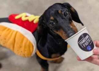 Pug & Dachshund Party in Glasgow April pug-dachshund-party-in-glasgow-april