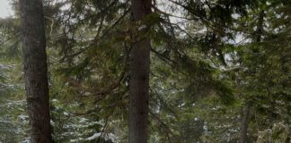 Hot Tub Lodges Glasgow: Discover Your Perfect Relaxation Retreat