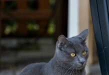 Kittens For Sale Glasgow: Discover Your Perfect Feline Friend Today