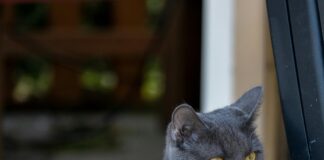 Kittens For Sale Glasgow: Discover Your Perfect Feline Friend Today