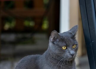 Kittens For Sale Glasgow: Discover Your Perfect Feline Friend Today