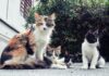 Cats And Kittens For Sale Glasgow: Discover Your Feline Companion