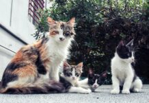 Cats And Kittens For Sale Glasgow: Discover Your Feline Companion