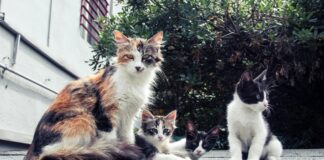 Cats And Kittens For Sale Glasgow: Discover Your Feline Companion