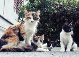 Cats And Kittens For Sale Glasgow: Discover Your Feline Companion