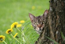 Kitty O’Sheas Glasgow: Discover The Hidden Gems of This Pub