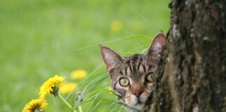 Kitty O’Sheas Glasgow: Discover The Hidden Gems of This Pub