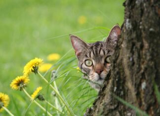 Kitty O’Sheas Glasgow: Discover The Hidden Gems of This Pub