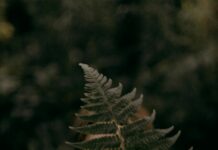 Hide And Seek Glasgow: Discover Hidden Gems For Fun Adventures