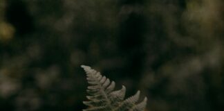 Hide And Seek Glasgow: Discover Hidden Gems For Fun Adventures