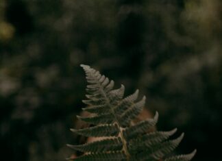 Hide And Seek Glasgow: Discover Hidden Gems For Fun Adventures