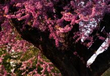 West Regent Street Glasgow: Discover Hidden Gems and Vibrant Life