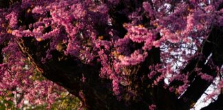 West Regent Street Glasgow: Discover Hidden Gems and Vibrant Life