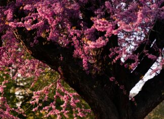 West Regent Street Glasgow: Discover Hidden Gems and Vibrant Life