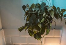 Abode Hotel Bath Street Glasgow: Discover Luxury and Comfort