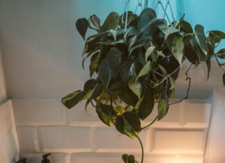 Abode Hotel Bath Street Glasgow: Discover Luxury and Comfort