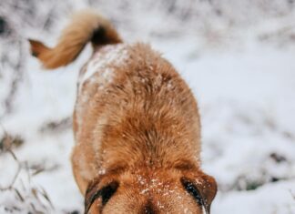 Dog Friendly Hotels Glasgow: Discover Perfect Stays for Pups