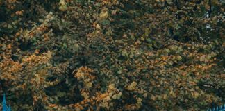 Skyport Parking Glasgow: Discover Affordable Options Near You