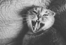 Kittens For Sale Scotland Glasgow: Discover Your Perfect Companion