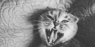 Kittens For Sale Scotland Glasgow: Discover Your Perfect Companion