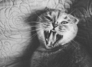 Kittens For Sale Scotland Glasgow: Discover Your Perfect Companion