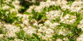 Pollen Count Glasgow: How It Affects Your Health This Season