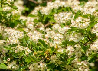 Pollen Count Glasgow: How It Affects Your Health This Season